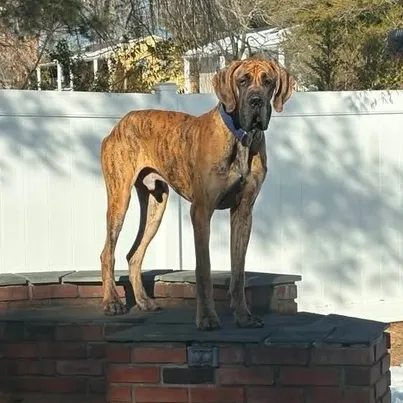 Brock, Co-Founder at Hidden Gems Rescue
